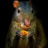 Aguti stredoamericky - Dasyprocta punctata - Central American Agouti 3554